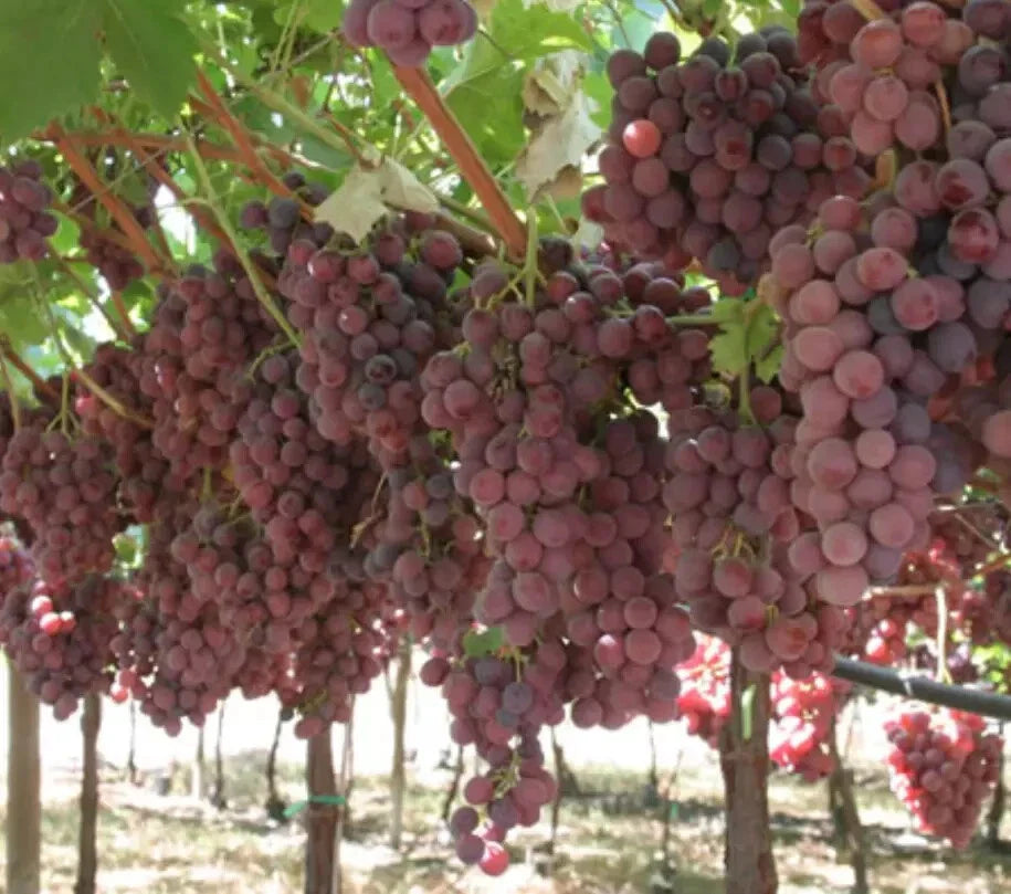 Grape Vine Seeds 10 Pack Red Sweet Fruit Vitis vinifera Ready to Germinate 2024