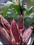 Double Red Sweet Corn Seeds - 50+ Non-GMO Seeds - Zea mays