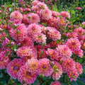 Dahlia Flower Seeds - 25 Pacific View Perennial Seeds - Colorful Blooms - Garden Planting - 1140 US SELL