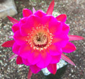 Echinopsis Schick Scheherazade Unrooted Buds - 2" Pot Size - Cactus Variety for Experts