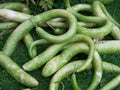 Snake Gourd Seeds - Fresh Gourd Seed Variety - Trichosanthes cucumerina