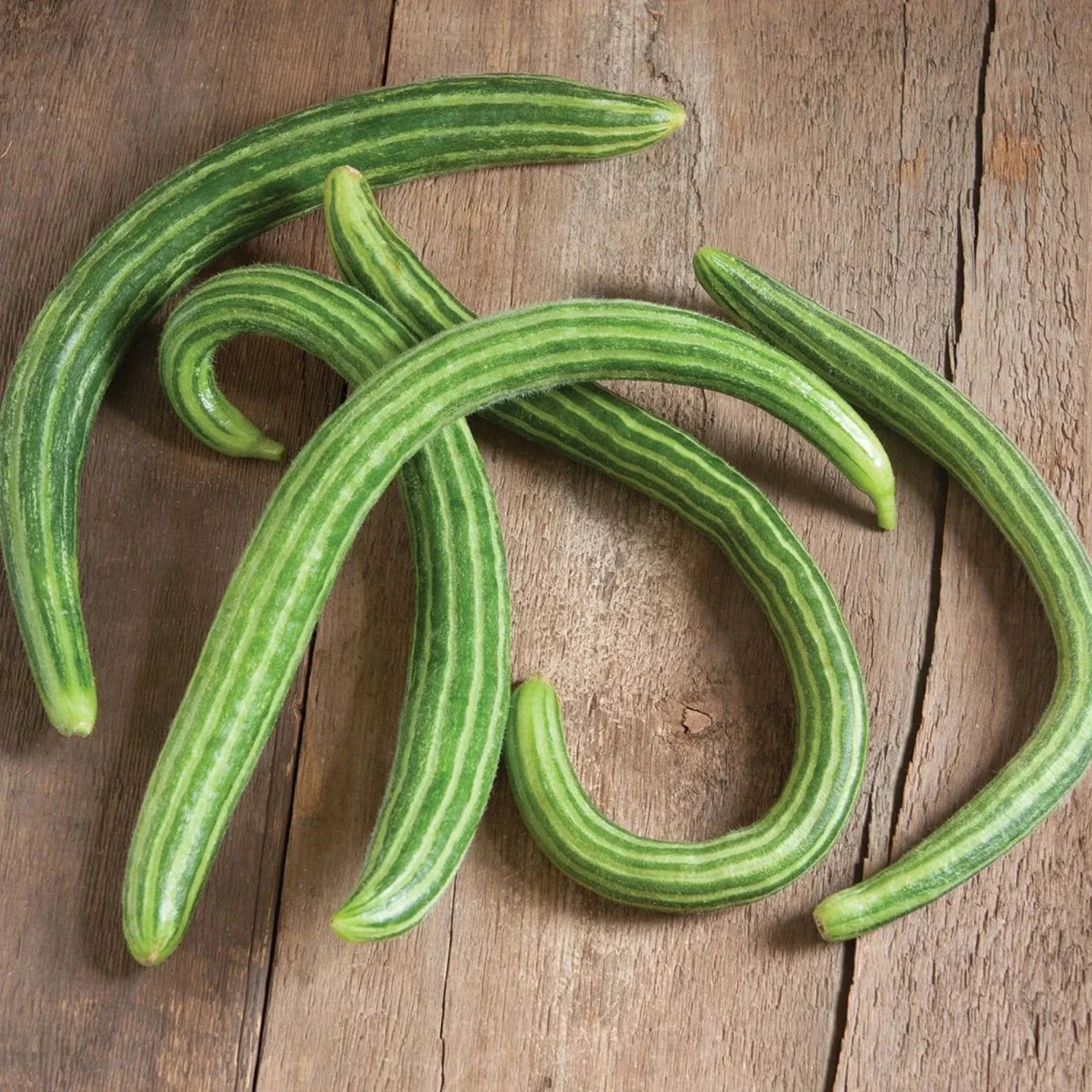 Organic Painted Serpent Cucumber Seeds - Heirloom, Non-GMO - 50+ Seeds - Cucumis sativus
