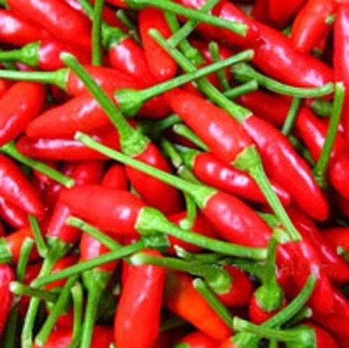 Organic Thai Chili Hot Pepper Seeds - 30+ Heirloom Small Red Variety - Perfect for Gardening and Cooking