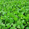 Namenia Turnip Seeds | NON-GMO Heirloom Garden Seeds | Fresh Vegetable Seeds | Brassica rapa
