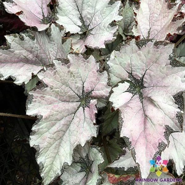 Champagne Bubbles Begonia Seeds - 25+ Premium Seeds for Garden Planting - Begonia x hiemalis