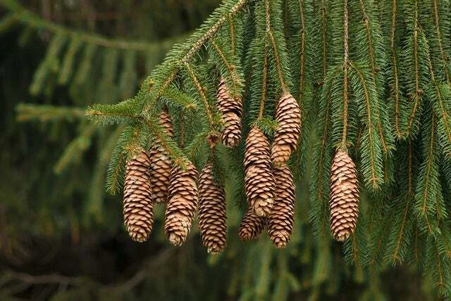 Norway Spruce Tree Seeds - 50 Seeds - Evergreen Picea Abies - Ideal for Landscaping and Reforestation