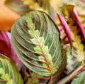 Maranta Red Live Houseplant Cutting - 3-6" Tall - Well Rooted, Vibrant Foliage, Maranta leuconeura