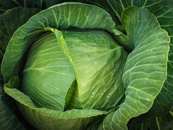 Cabbage Seeds - 1000+ Heirloom Brunswick - Non-GMO - Fresh Organic Cabbage Seeds (Brassica oleracea)