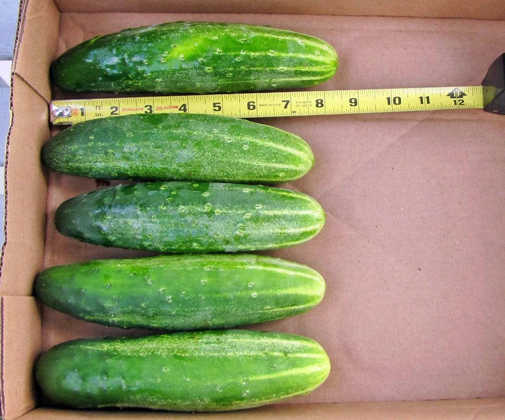 Organic Cucumber Seeds - 51+ Straight 8" Pickles Variety for Vegetable Garden & Patio Container - Cucumis sativus