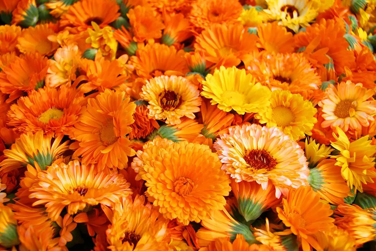 Calendula Seeds for Planting - 200+ Pacific Beauty Mix - Non-GMO, USA Grown, Flower Seeds (Calendula officinalis)
