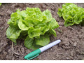 Tom Thumb Leaf Lettuce Seeds - Easy to Grow, 50 Seeds - Lactuca sativa