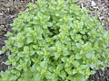 Oregano Seed Pack - 100 Heirloom Non-GMO Italian Herb Seeds - Origanum vulgare