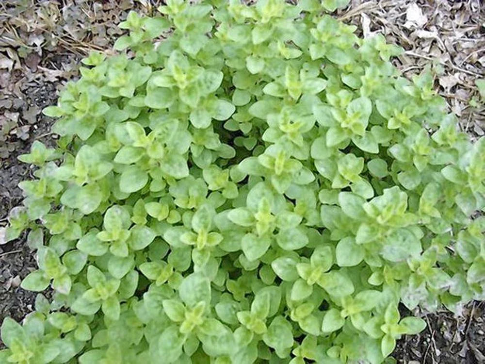 Oregano Seed Pack - 100 Heirloom Non-GMO Italian Herb Seeds - Origanum vulgare