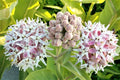 Showy Milkweed Seeds (50 Seeds) - Asclepias speciosa - Native Pollinator Plant, Butterfly Attractor, Wildlife Friendly