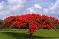 20 Seeds Delonix regia - Royal Poinciana Flame Tree, Gulmohar, Tropical Ornamental Tree Seeds