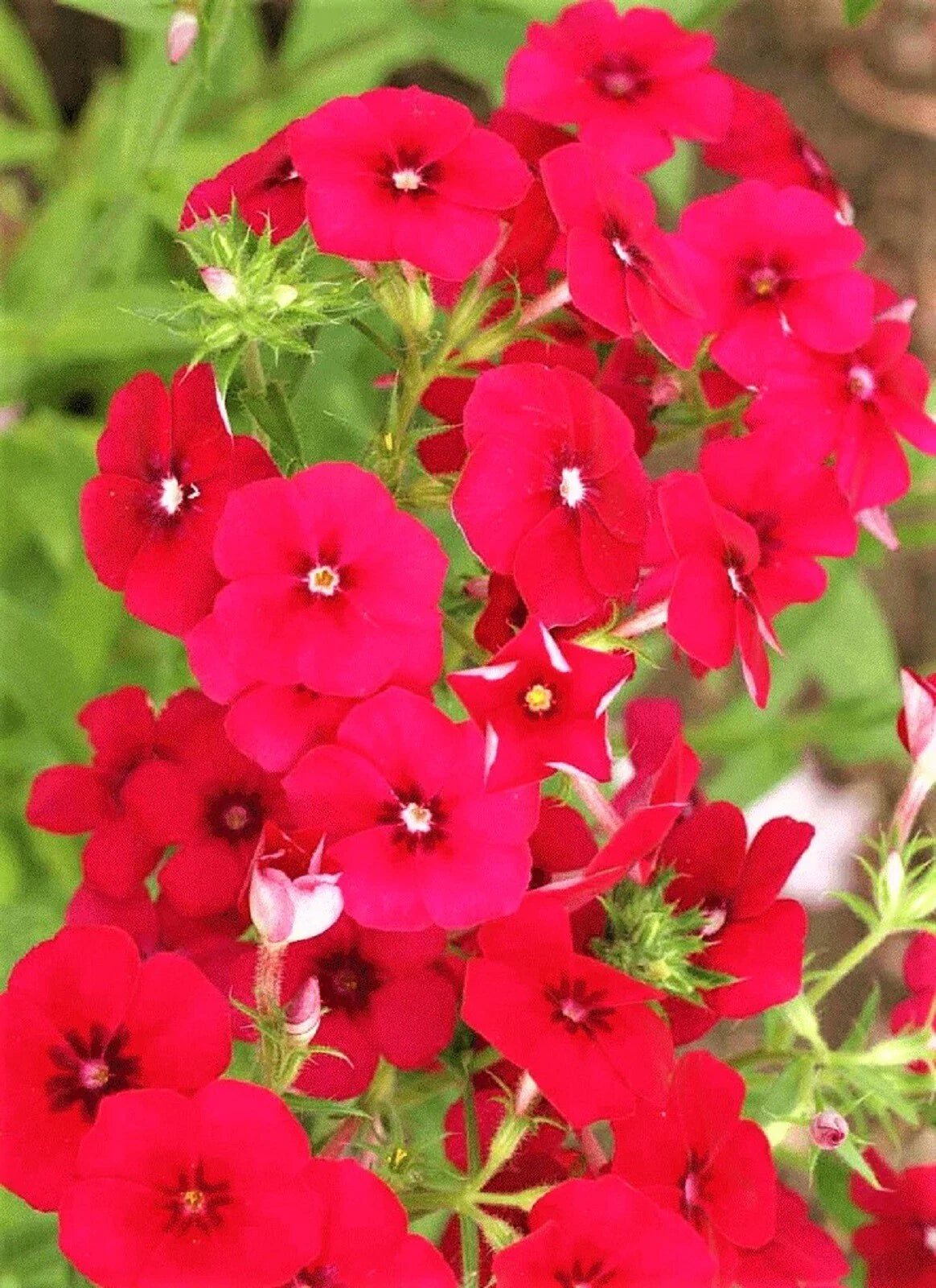 Red Drummond Phlox Seeds - Non-GMO, 100+ Seeds, Vibrant Red Flowers - Phlox drummondii