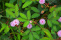 Sleeping Grass Seeds 50 Pack - USA Grown - Perfect for Lawn or Garden - Desmodium spp.