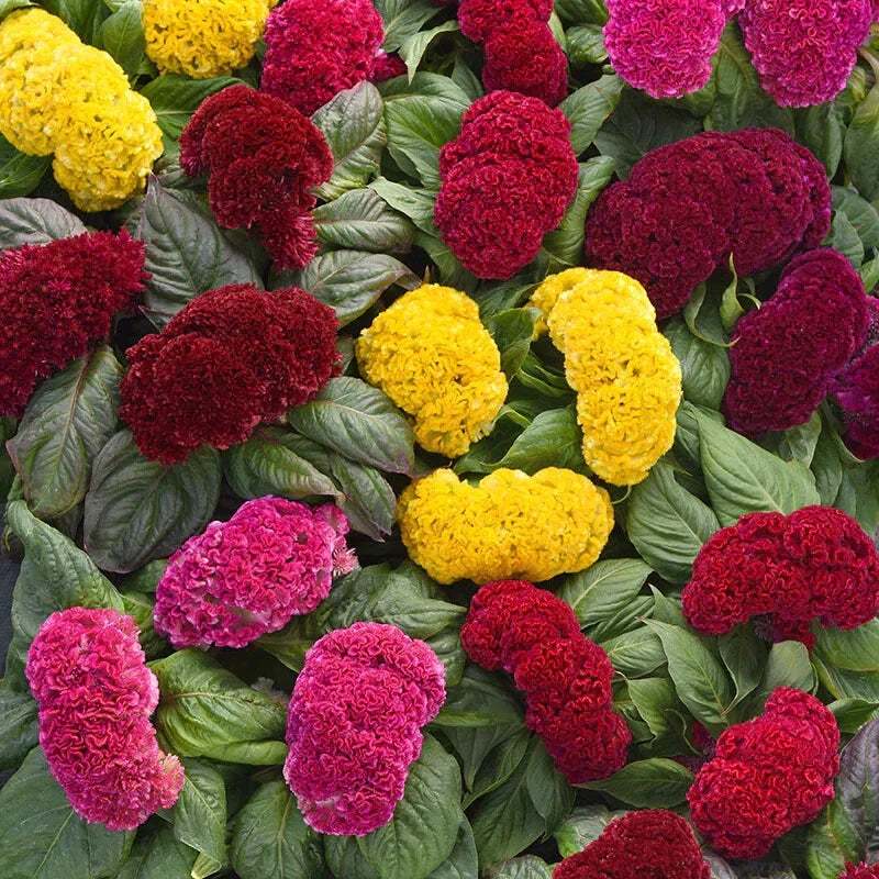 Cockscomb Seeds - 190 Seeds Celosia Crested Mix - GroCo USA - Buy Any 15 Ships Free