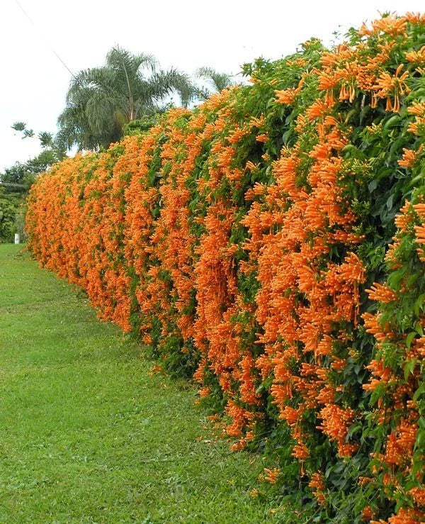 Phyrostegia Vine Starter Plant - Small Rooted - Florida Flame - Hummingbird Attractor - Phyrostegia venusta