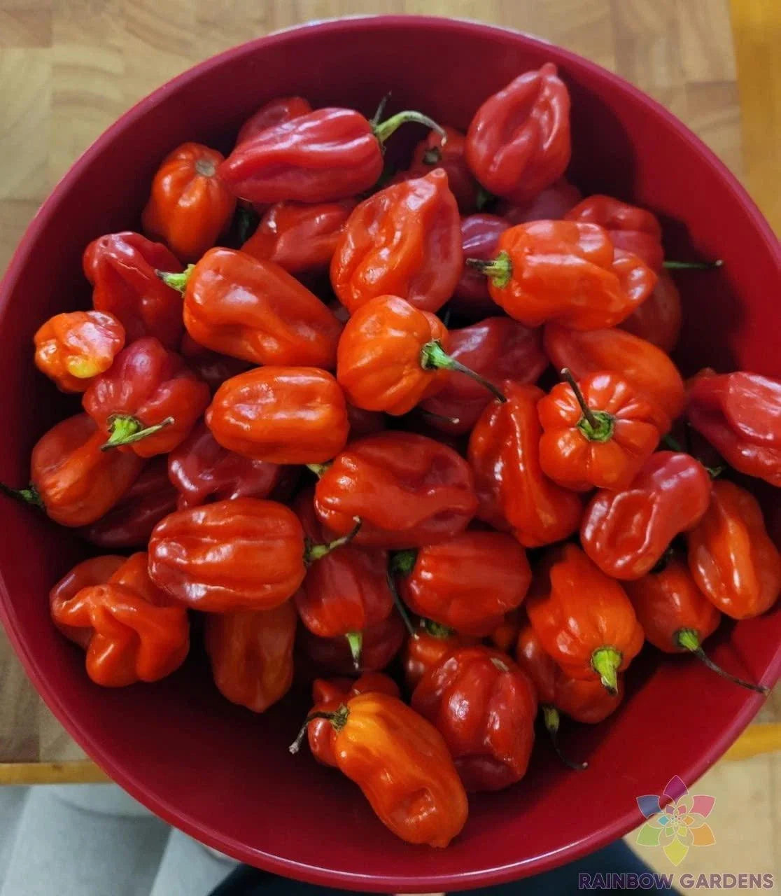 Habanero Red Hot Pepper Seeds - 25+ Count - Ideal for Garden Planting - Capsicum annuum - USA
