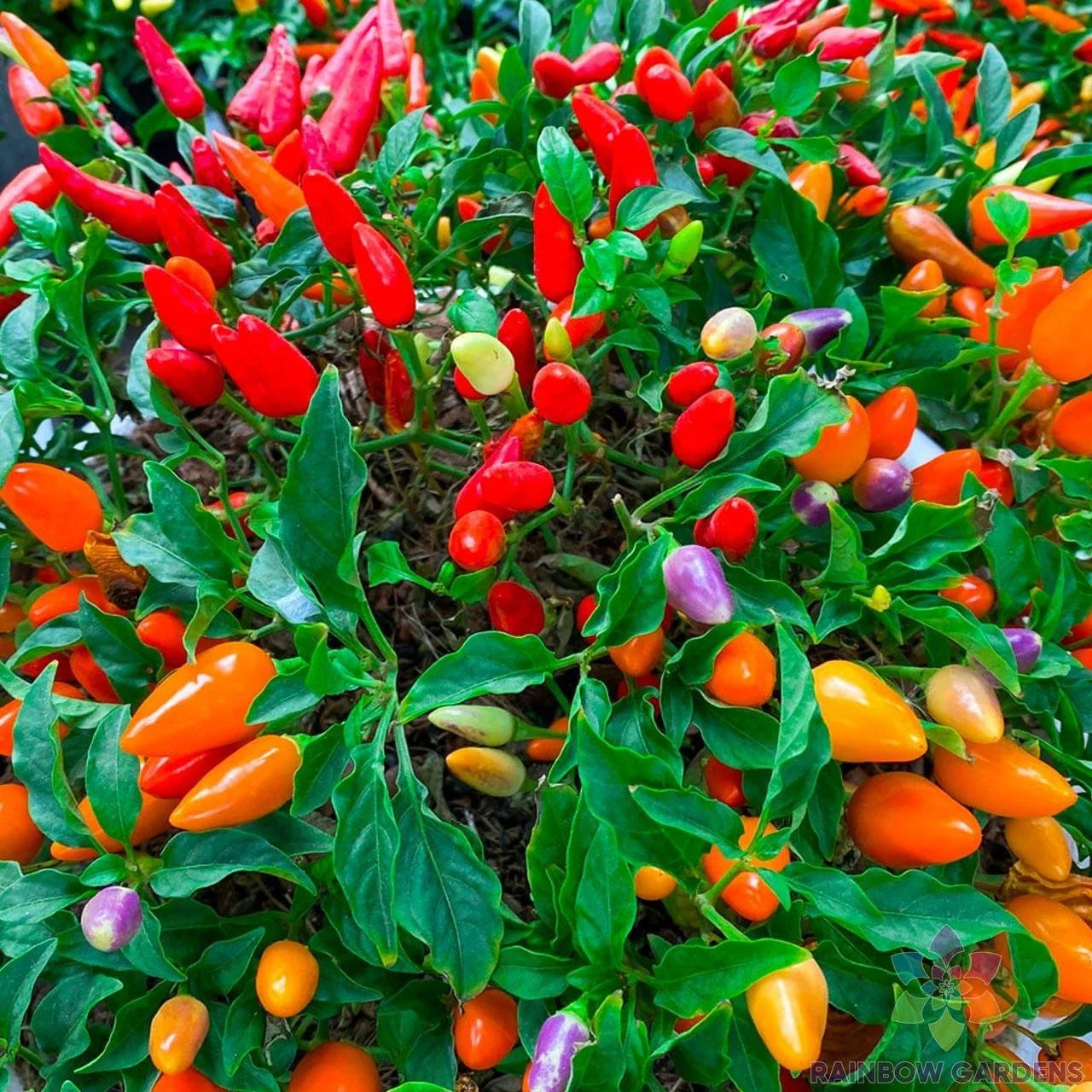 25+ Chinese Ornamental Hot Pepper Seeds - Capsicum annuum - Colorful Garden Variety - USA - Free Shipping