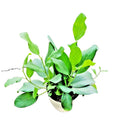Ficus Audrey Live Plant 4" Pot, Fiddle Leaf Fig, Banyan Variety, Ficus benghalensis, Ornamental Tree