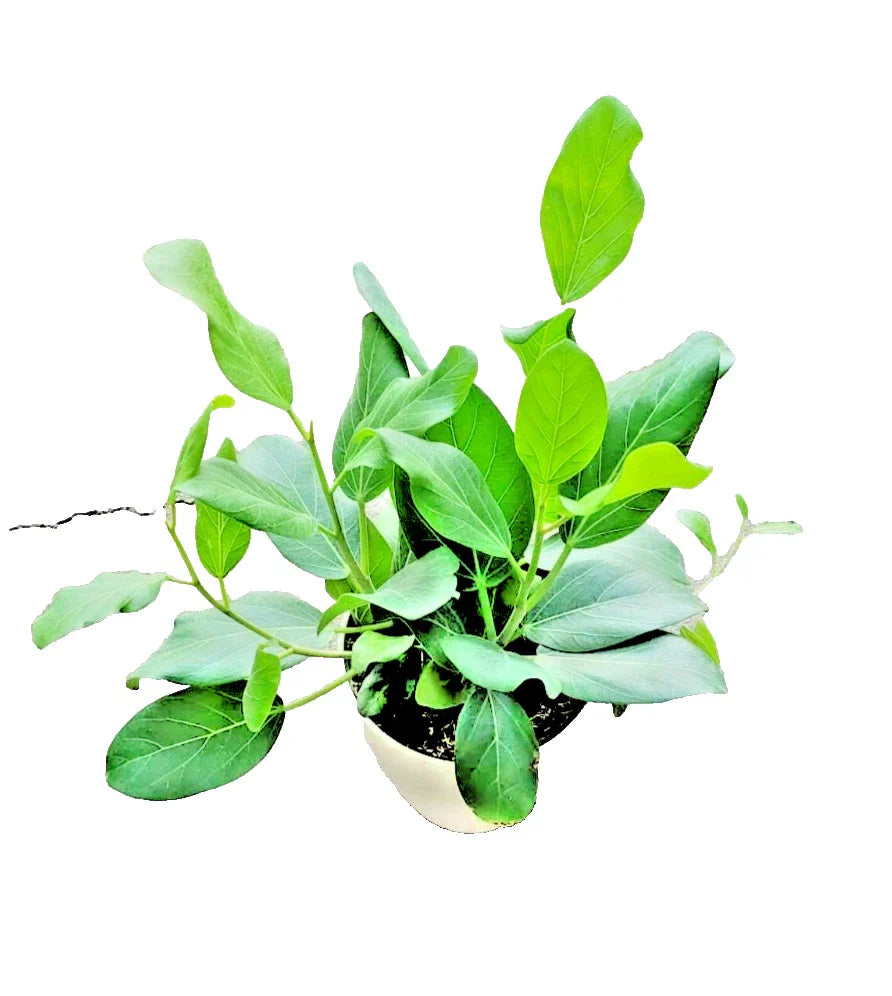 Ficus Audrey Live Plant 4" Pot, Fiddle Leaf Fig, Banyan Variety, Ficus benghalensis, Ornamental Tree
