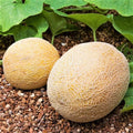 Honey Rock Cantaloupe Seeds - 2025 Planting, Orange Muskmelon, Cucumis Melo