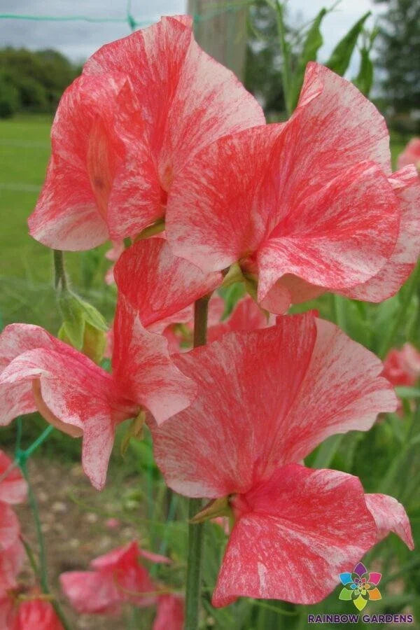 Phoebe Sweet Pea Seeds - 50+ Count - Heirloom Garden Seeds - Lathyrus odoratus - USA