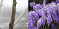 Unrooted Purple Wisteria Cuttings - 10 Premium Cuttings for Rooting and Grafting - Wisteria sinensis