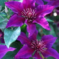 Clematis Seeds - 25 Dark Purple Pink Perennial Flower Seeds - Clematis viticella