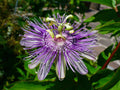 Maypop Purple Passion 10 Seeds - Edible Fruit - Passiflora Incarnata - Cold Hardy
