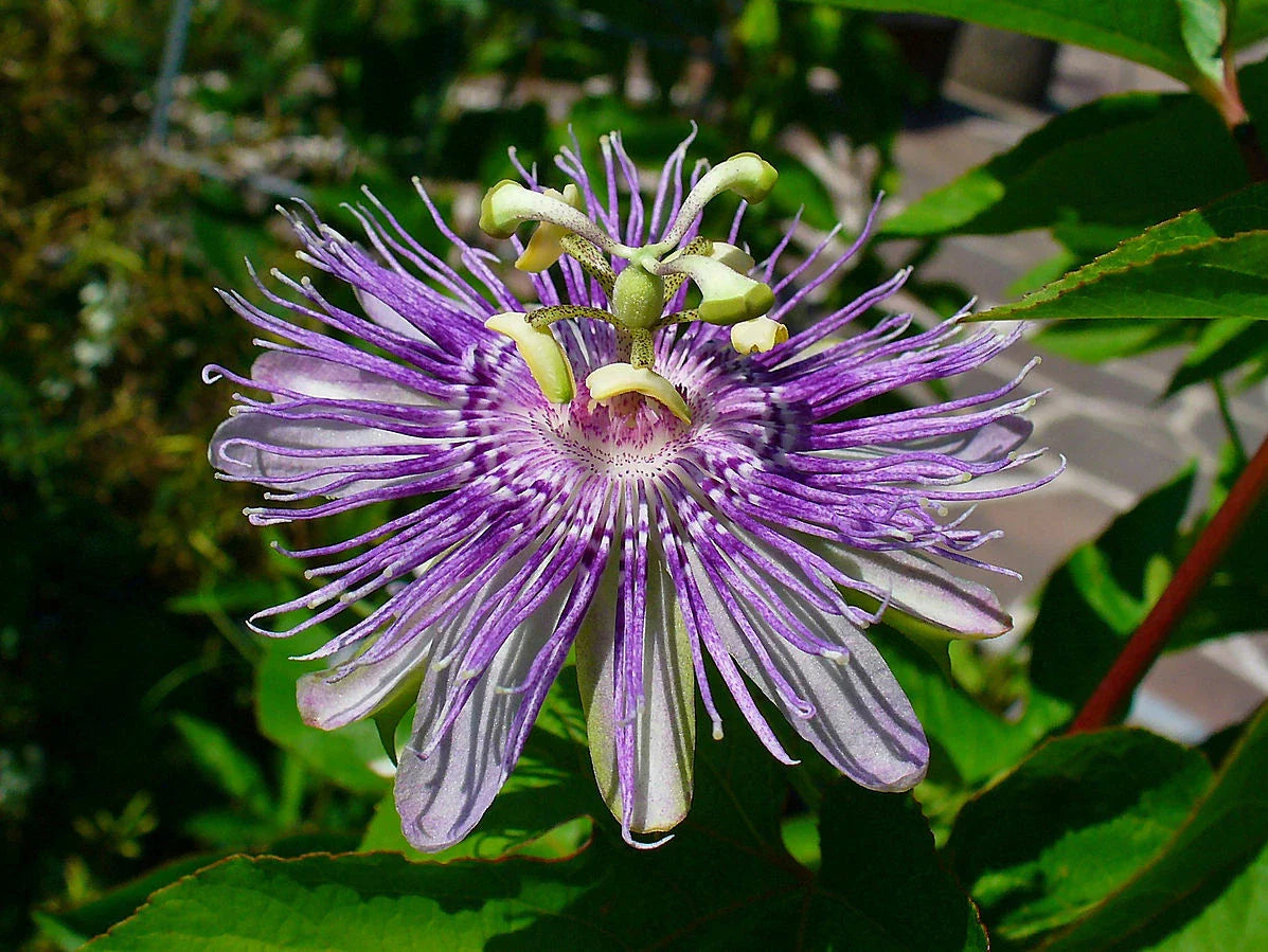 Maypop Purple Passion 10 Seeds - Edible Fruit - Passiflora Incarnata - Cold Hardy