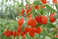 Goji Berry Live Plant 1 QT Lycium Barbarum in Fabric Grow Bag - Healthy Superfood Plant for Home Gardening