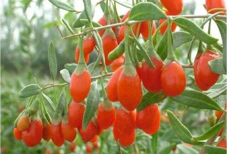 Goji Berry Live Plant 1 QT Lycium Barbarum in Fabric Grow Bag - Healthy Superfood Plant for Home Gardening