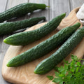 Suyo Long Cucumber Seeds - 25+ Heirloom Non-GMO Rare Variety - Cucumis sativus