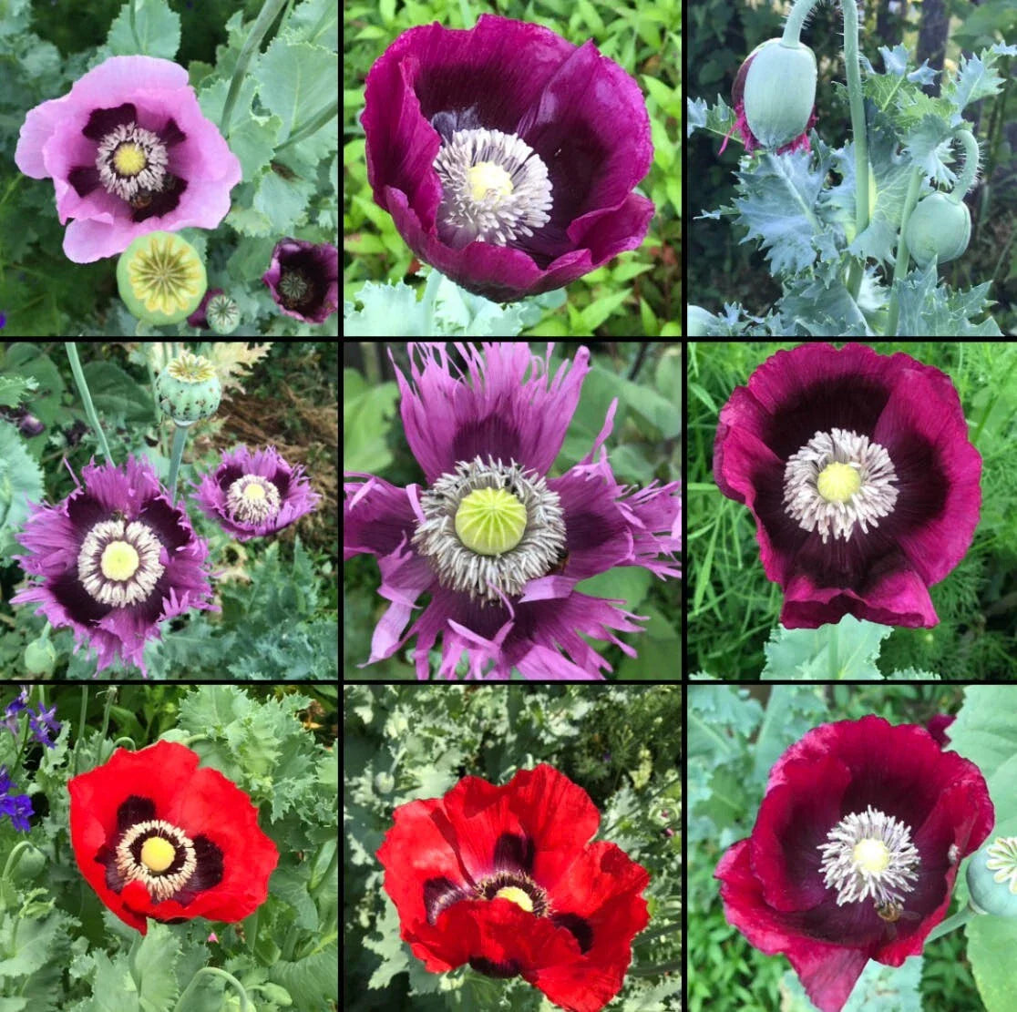 Poppy Seeds Mix - Breadseed Mixed Colors - Non-GMO - Papaver somniferum - 1000 Seeds for Baking