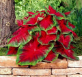 Florida Cardinal Caladium Bulbs - 2 Pack for Planting - Perennial Hosta (Caladium bicolor)