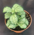Fittonia White Tiger Plant 3" Pot Easy Houseplant Rooted