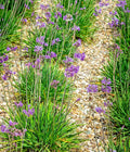 Society Garlic Seeds | 50 Count | Ornamental Edible Perennial Flowers | Tulbaghia violacea
