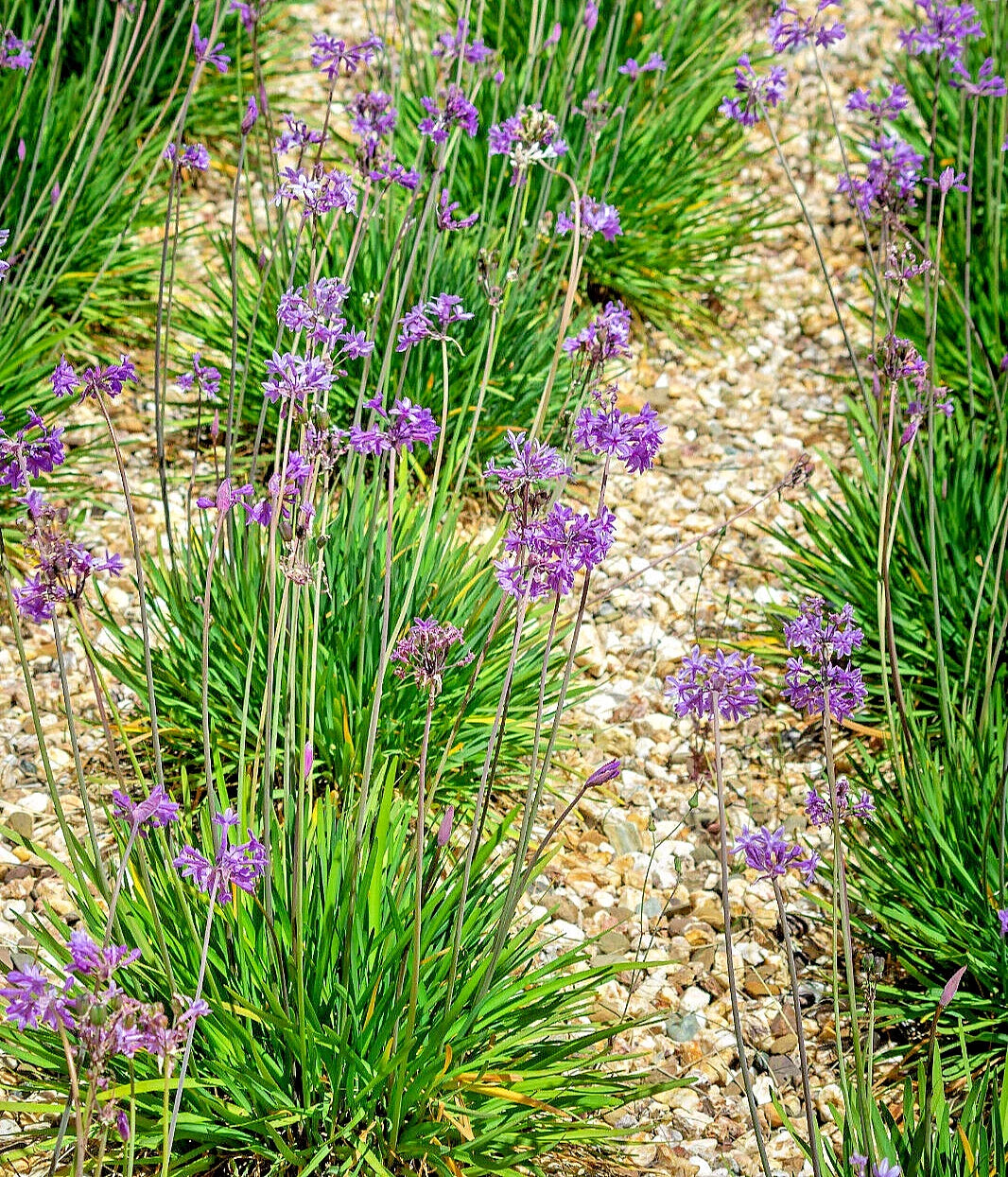 Society Garlic Seeds | 50 Count | Ornamental Edible Perennial Flowers | Tulbaghia violacea