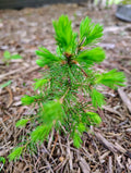 Red Pine Sapling Transplants 1-2 ft Evergreen Tree Pinus resinosa Northern Michigan Grown Ideal for Zones 2-6