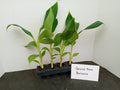 Grand Nain Banana Starter Plants - 4 Pack, 4-8 Inches Tall, Musa acuminata - Pesticide-Free, Fruit-Bearing Banana Plants