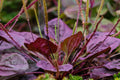 Purple Plantain Seeds 100 Count, Plantago Major Purpurea, Hardy Easy to Grow Herb