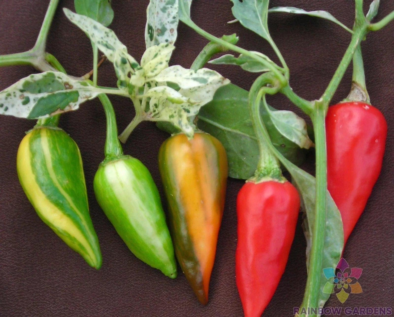 Fish Hot Pepper Seeds - 25+ Pack for Garden Planting - USA Grown - Capsicum annuum