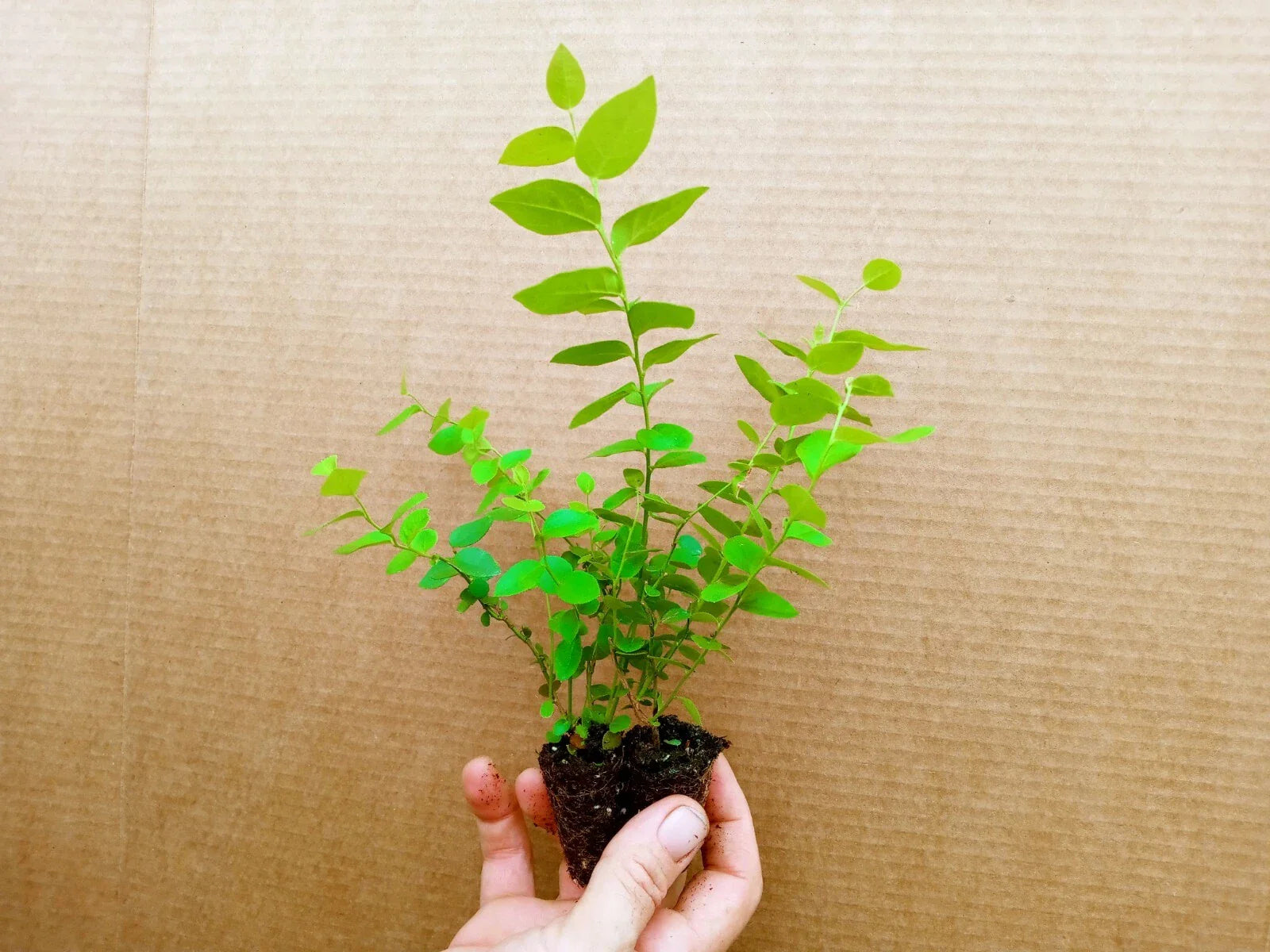 Blueberry Starter Plant 2-Pack Emerald Variety Vaccinium corymbosum