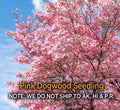 Pink Dogwood Tree – 2.5" Pot, Hardy Flowering Tree, Cornus florida, Amber's Reserved