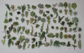 Succulent Cuttings Collection - 30 Unique Varieties - Live Plant Cuttings for Propagation - Ideal for Indoor Gardening