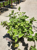 Variegated Cuban Oregano Cutting - Fresh Unrooted Herb - Plectranthus amboinicus
