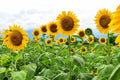 Mammoth Sunflower Seeds - 250+ Seeds for Planting, Giant Sunflower Varieties (Helianthus annuus)